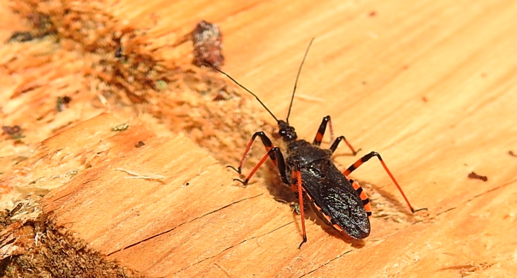 Srogoń napastnik (Rhinocoris annulatus)