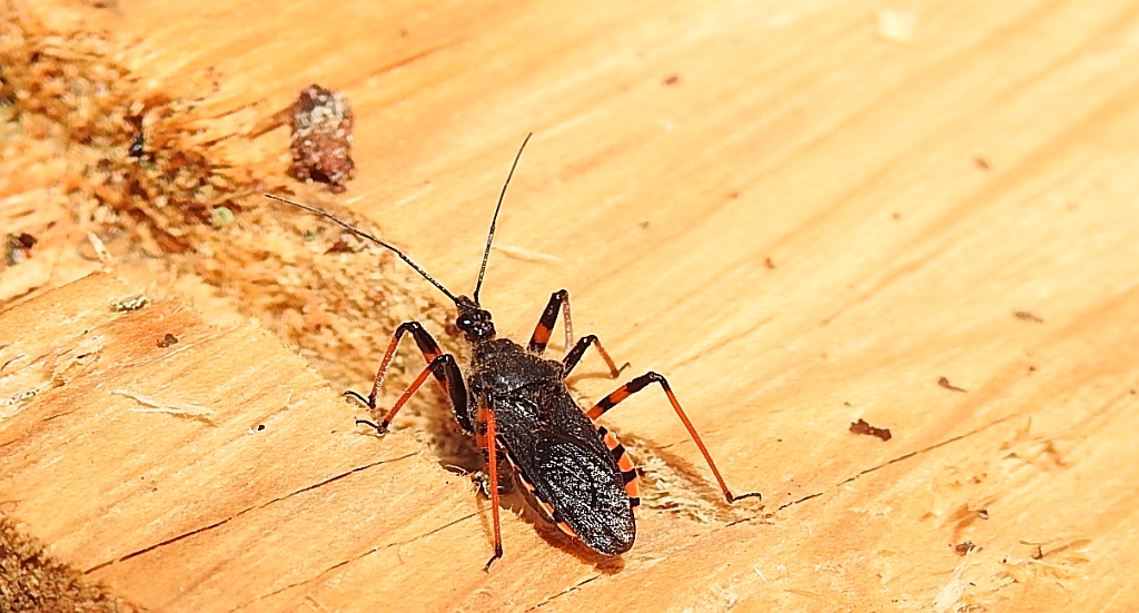 Srogoń napastnik (Rhinocoris annulatus)