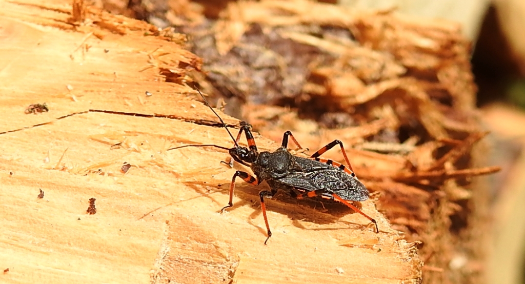 Srogoń napastnik (Rhinocoris annulatus)