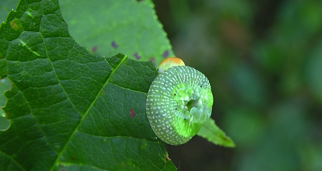 Błonkówka - Allantus viennensis