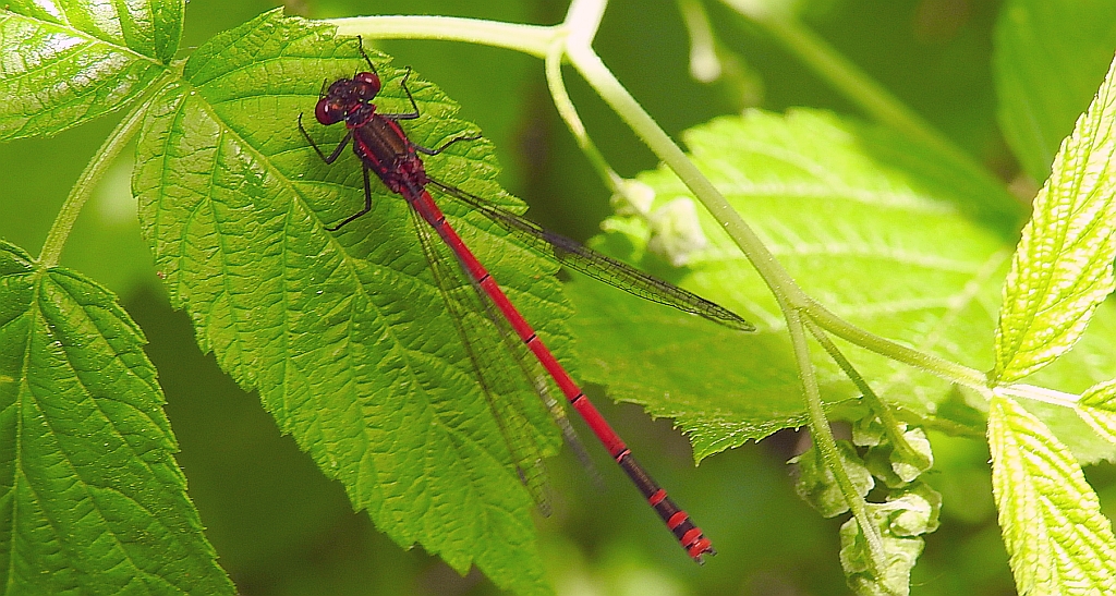 Łunica czerwona (Pyrrhosoma nymphula)