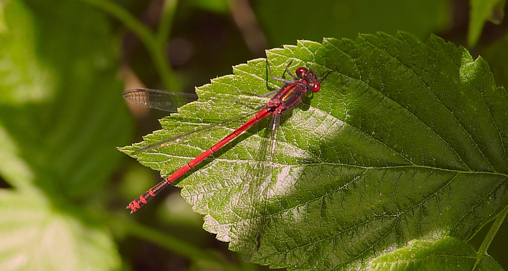 Łunica czerwona (Pyrrhosoma nymphula)