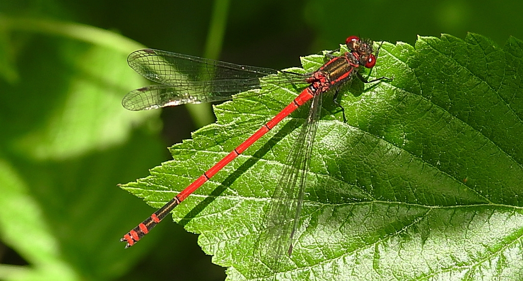 Łunica czerwona (Pyrrhosoma nymphula)