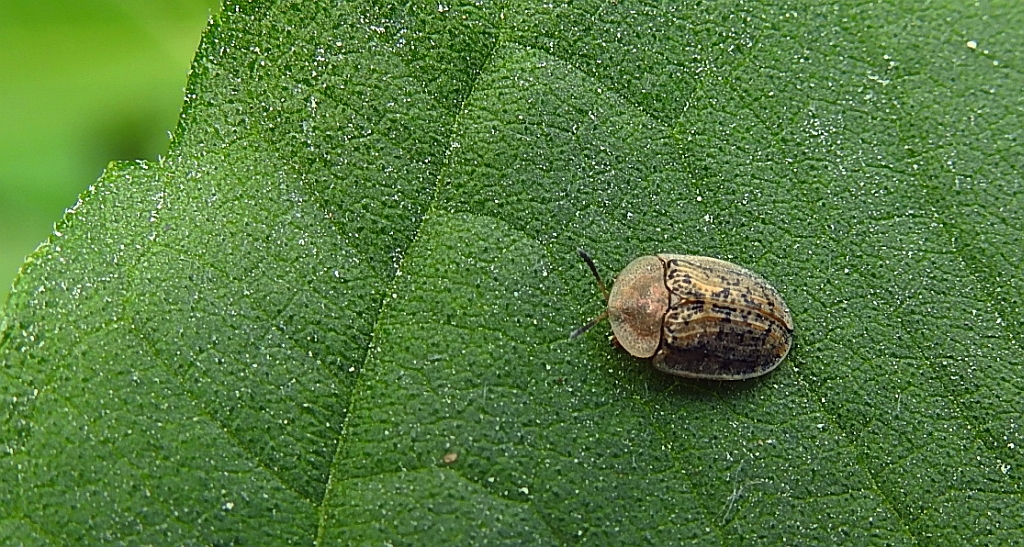 Tarczyk mgławy, tarczyk buraczany (Cassida nebulosa)