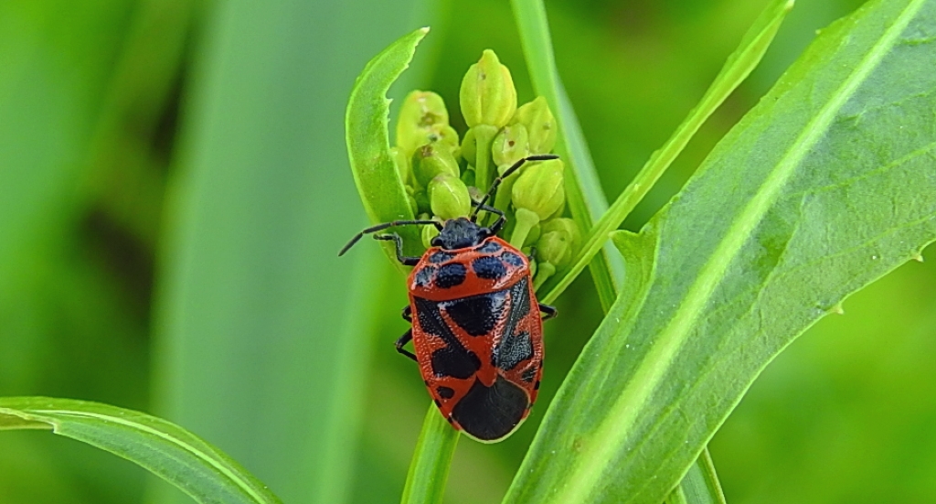 Warzywnica ozdobna (Eurydema ornatum syn. Eurydema ornata)