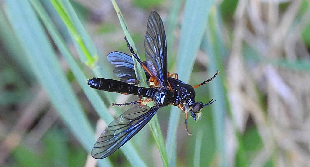 Pędźka rudonoga (Dioctria rufipes)