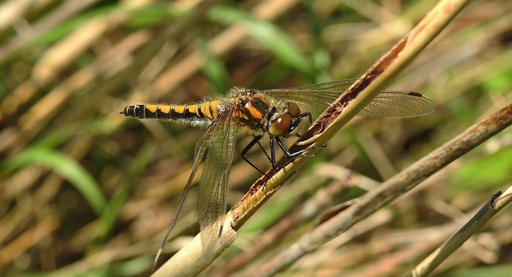 Zalotka większa (Leucorrhinia pectoralis)