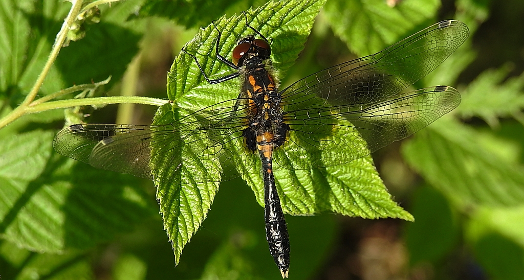 Zalotka spłaszczona (Leucorrhinia caudalis)