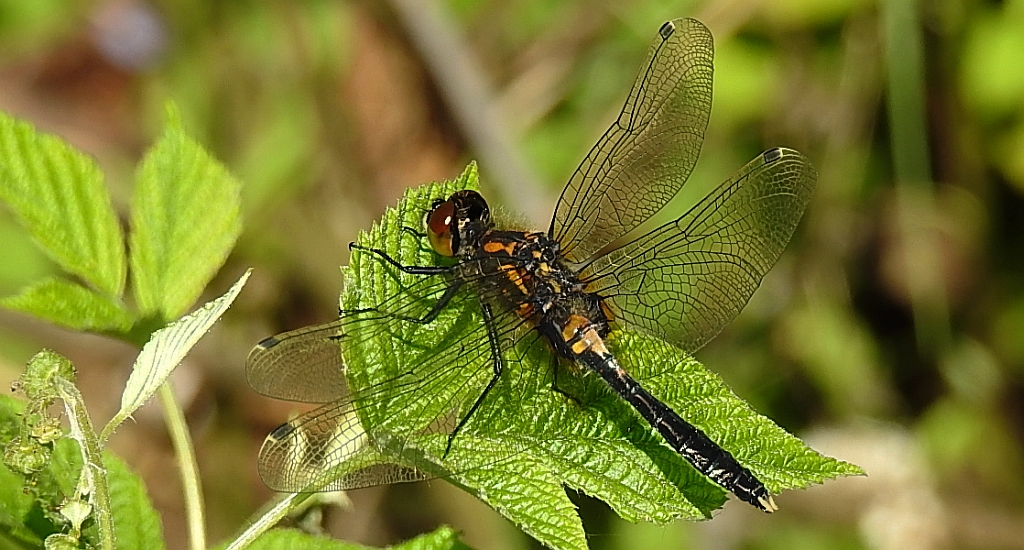 Zalotka spłaszczona (Leucorrhinia caudalis)