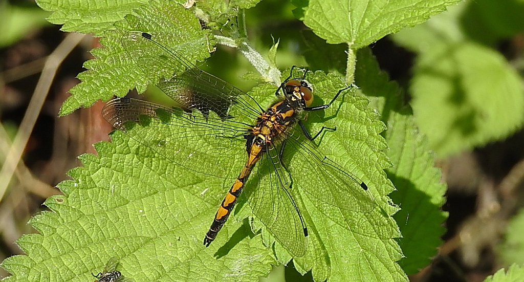 Zalotka większa (Leucorrhinia pectoralis)