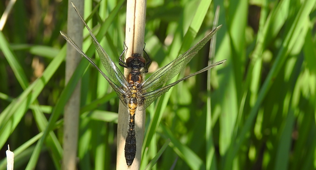 Zalotka spłaszczona (Leucorrhinia caudalis)