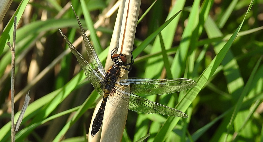 Zalotka spłaszczona (Leucorrhinia caudalis)