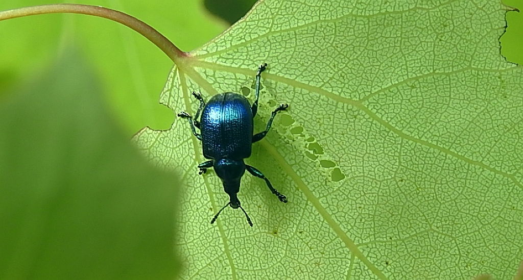 Tutkarz cygarowiec (Byctiscus betulae)