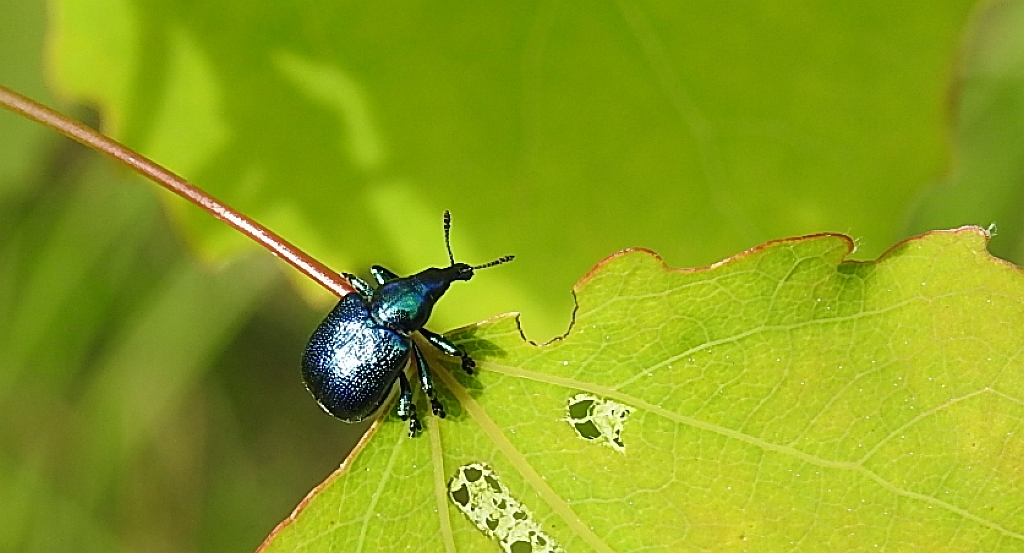 Tutkarz cygarowiec (Byctiscus betulae)