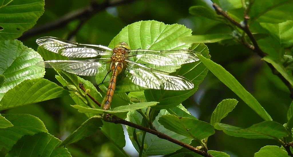 Żagnica /żagiew/ ruda (Aeshna isoceles)