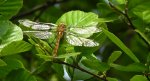 Żagnica /żagiew/ ruda (Aeshna isoceles)