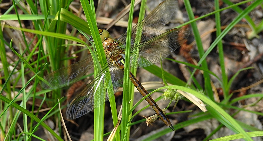 Żagnica (żagiew) ruda Aeshna isoceles