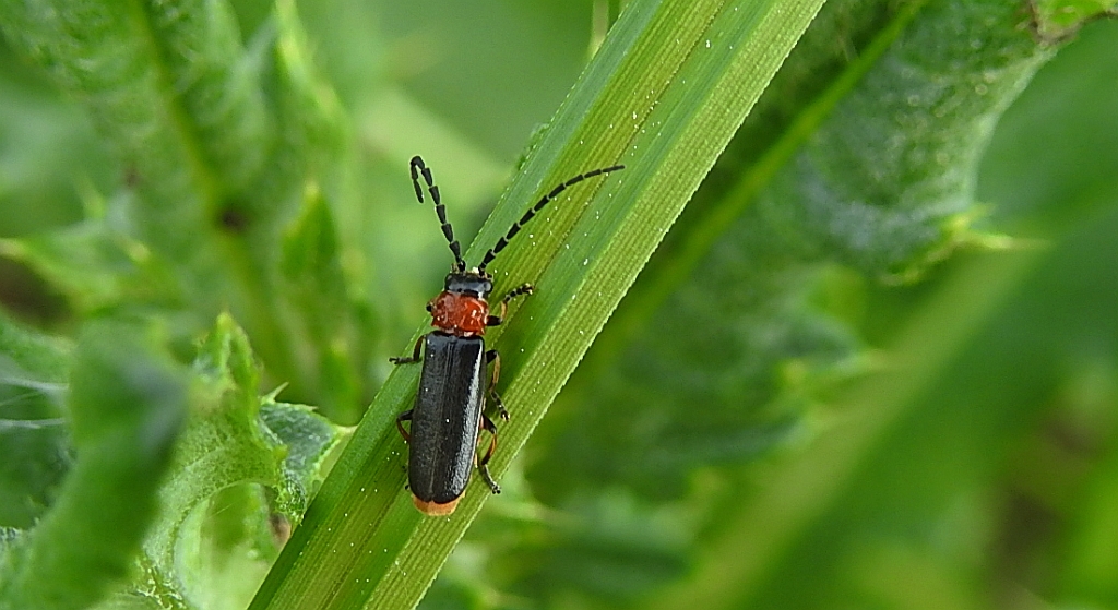 Omomiłek - Crudosilis ruficollis