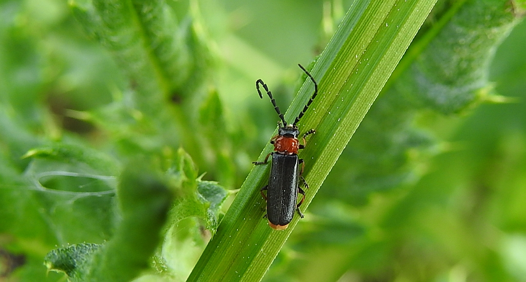 Omomiłek - Crudosilis ruficollis