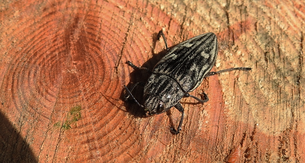 Miedziak sosnowiec (Chalcophora mariana)