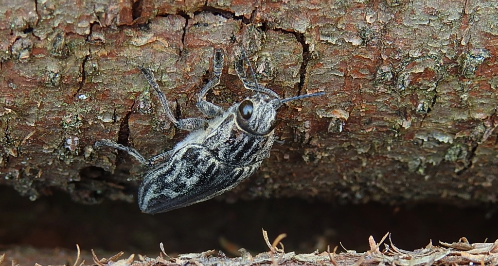 Miedziak sosnowiec (Chalcophora mariana)