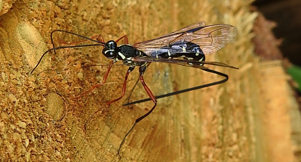 Zgłębiec trzpiennikowaty, zgłębiec trzpiennikowiec (Rhyssa persuasoria)