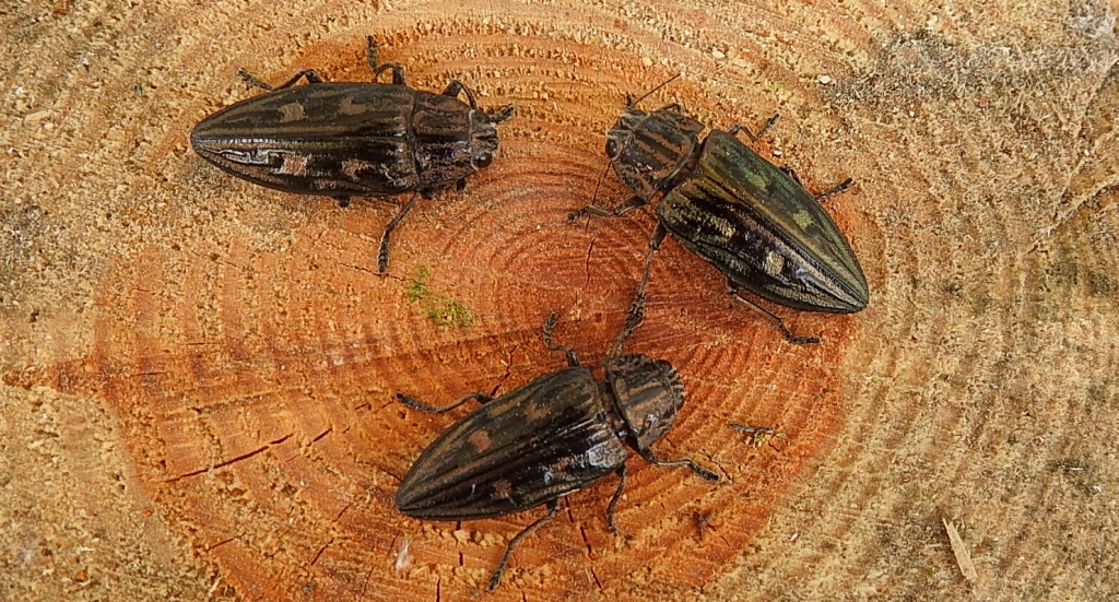 Miedziak sosnowiec (Chalcophora mariana)