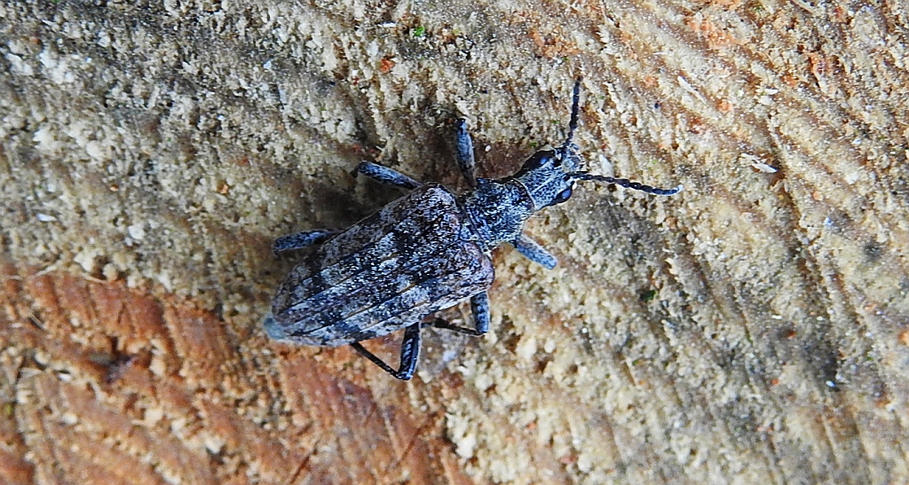 Rębacz pstry, rębacz sosnowiec (Rhagium inquisitor)