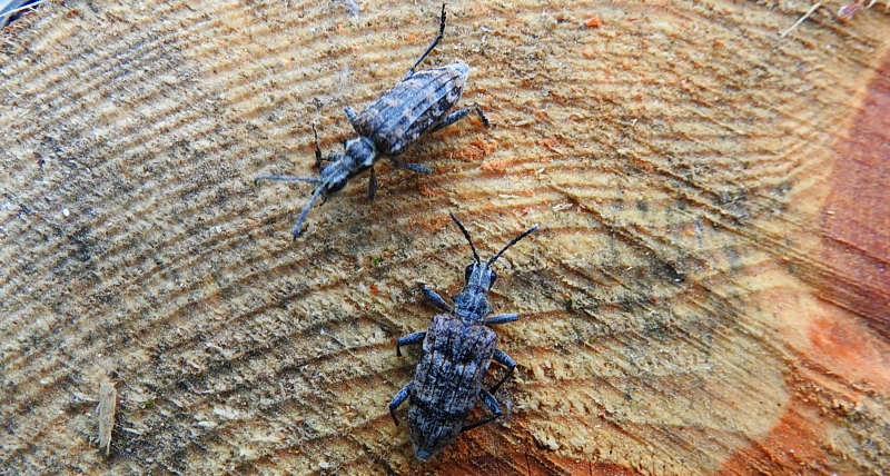 Rębacz pstry, rębacz sosnowiec (Rhagium inquisitor)