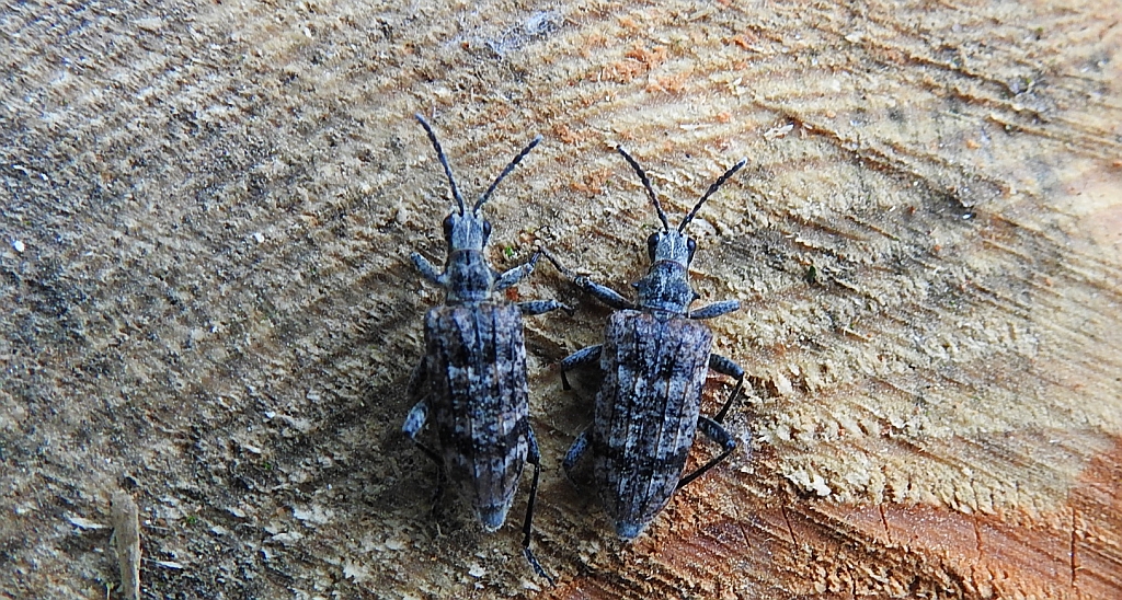 Rębacz pstry, rębacz sosnowiec (Rhagium inquisitor)