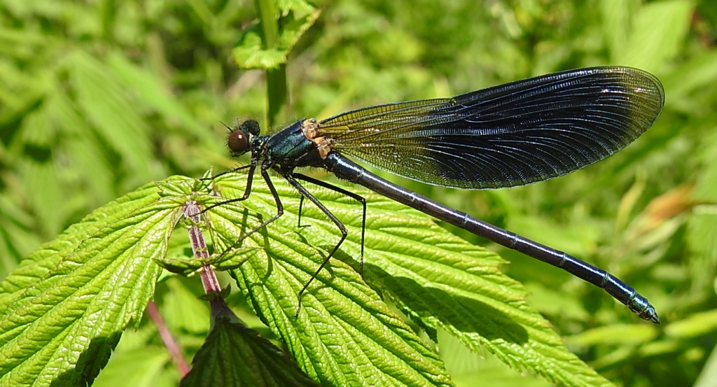 Świtezianka błyszcząca, świtezianka lśniąca (Calopteryx splendens)