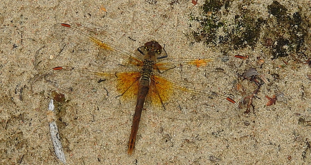 Szablak żółty (Sympetrum flaveolum)