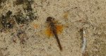 Szablak żółty (Sympetrum flaveolum)