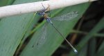 Pałątka pospolita  (Lestes sponsa)
