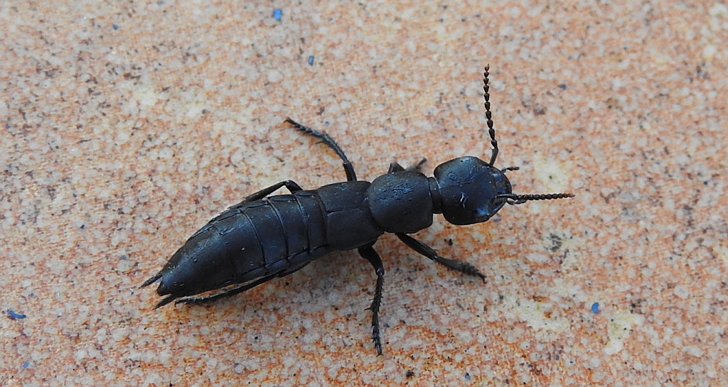 Próchniczak czarnuchowaty (Ocypus tenebricosus)