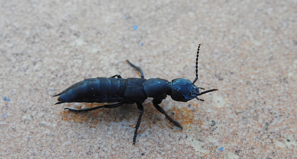 Próchniczak czarnuchowaty (Ocypus tenebricosus)