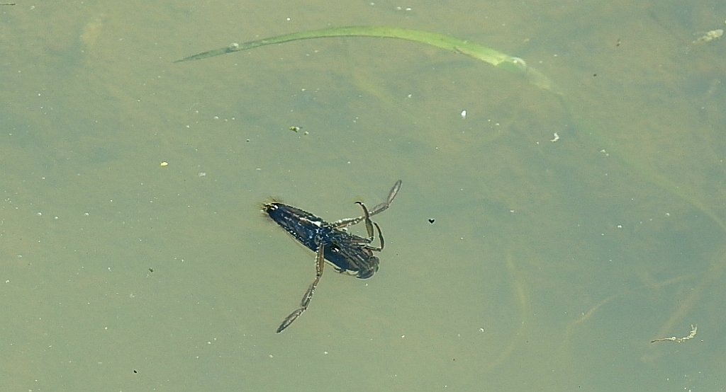 Pluskolec (Notonecta sp.)