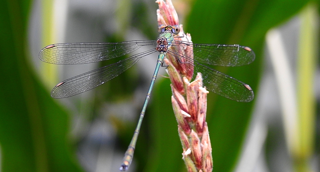 Pałątka zielona (Chalcolestes viridis)