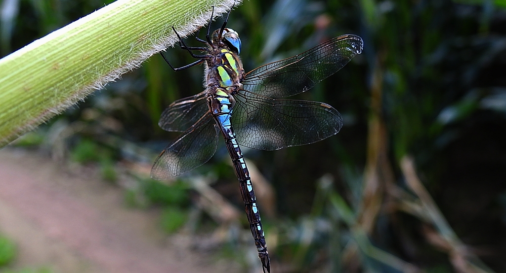 Żagnica jesienna (Aeshna mixta)