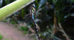 Żagnica jesienna (Aeshna mixta)