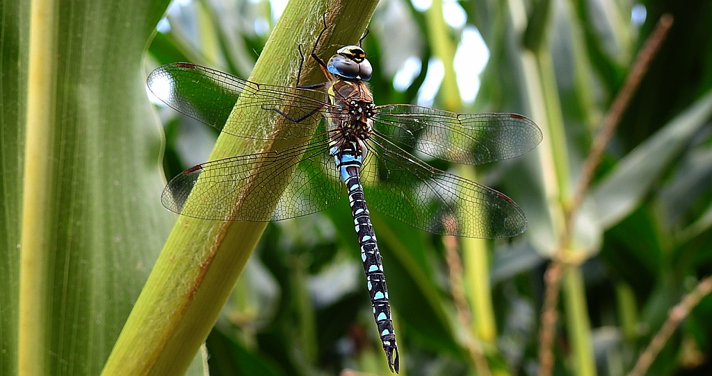 Żagnica jesienna (Aeshna mixta)