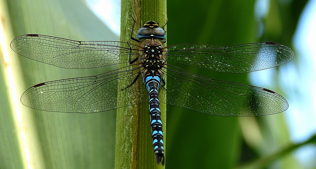 Żagnica jesienna (Aeshna mixta)
