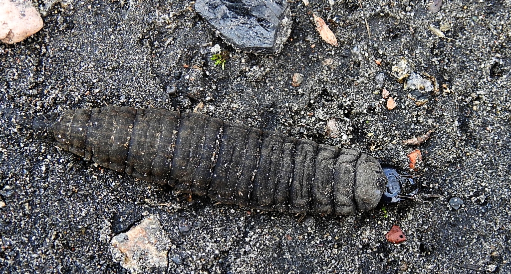 Kałużnica czarnozielona (Hydrophilus piceus)