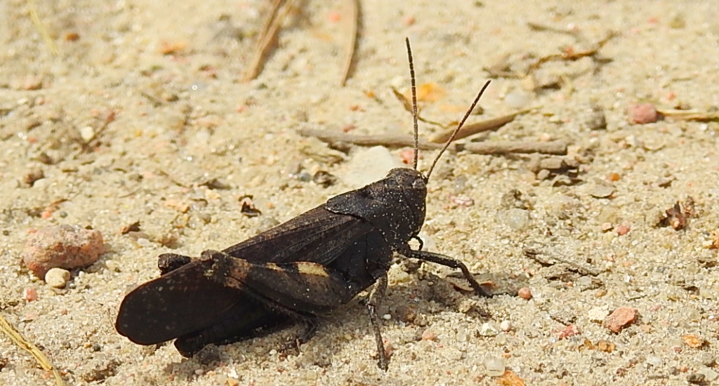 Trajkotka czerwona (Psophus stridulus)