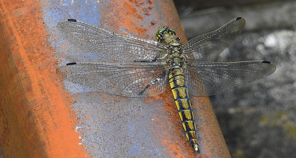 Lecicha pospolita (Orthetrum cancellatum)