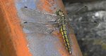 Lecicha pospolita (Orthetrum cancellatum)