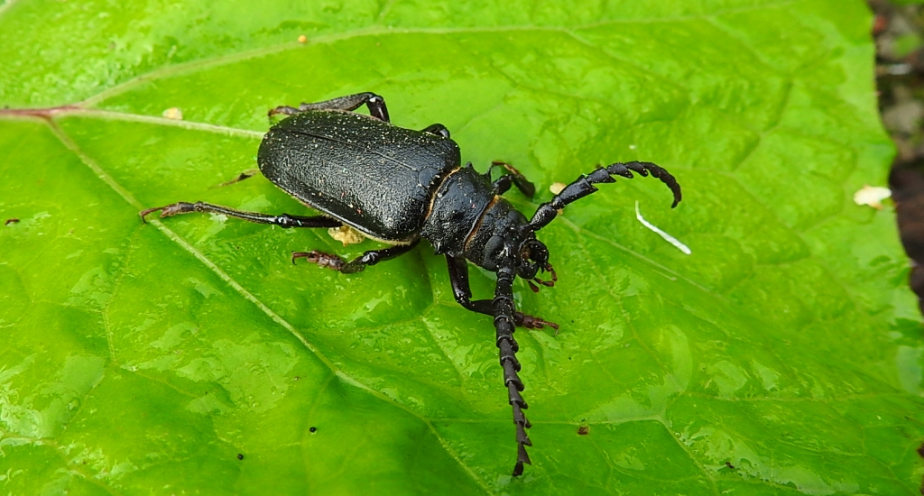 Dyląż garbarz (Prionus coriarius)