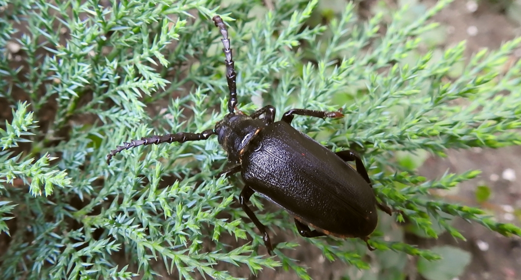 Dyląż garbarz (Prionus coriarius)