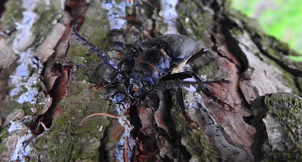 Dyląż garbarz (Prionus coriarius)
