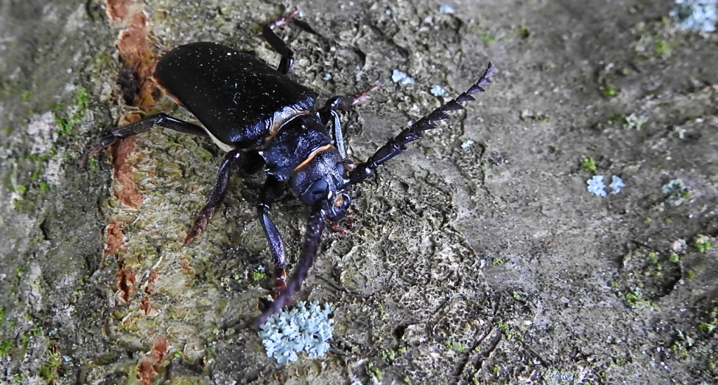 Dyląż garbarz (Prionus coriarius)
